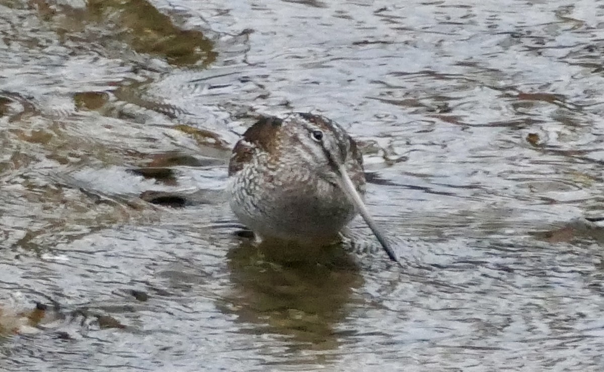 Өнчин хараалж - ML646959726