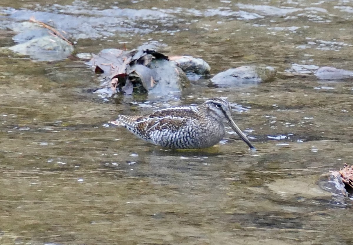 Өнчин хараалж - ML646959727