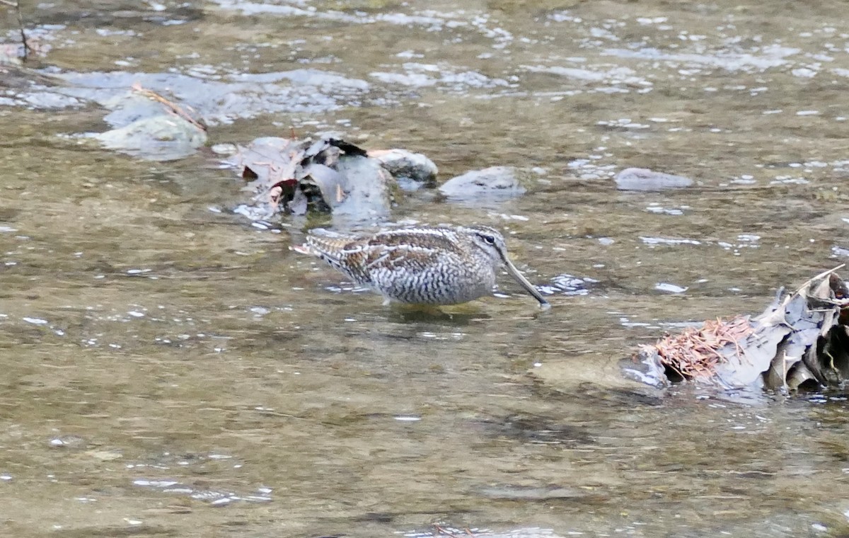 Өнчин хараалж - ML646959728