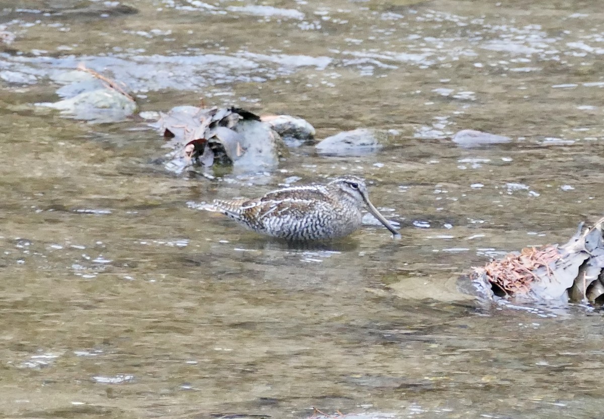 Өнчин хараалж - ML646959729