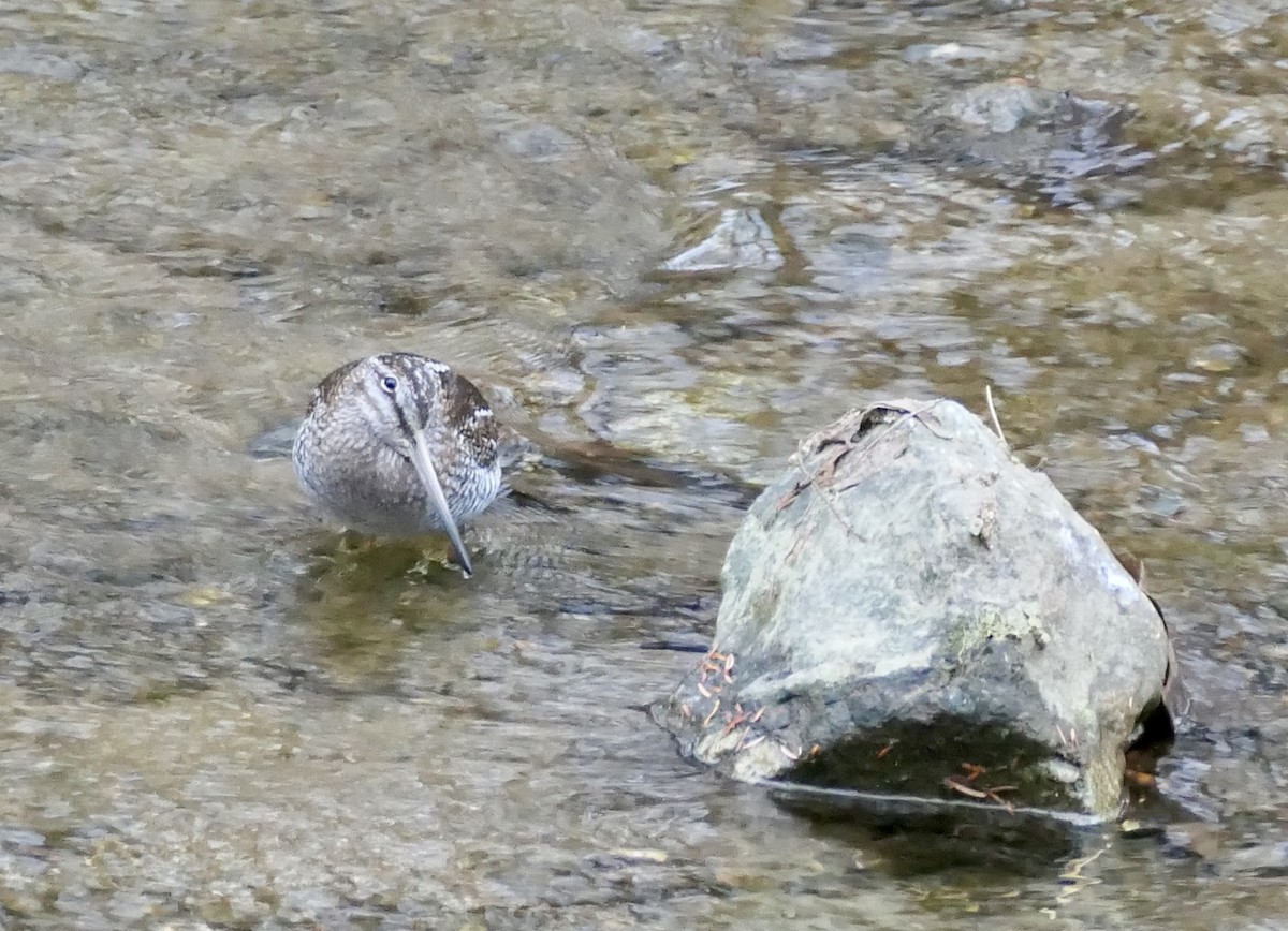 Өнчин хараалж - ML646959730