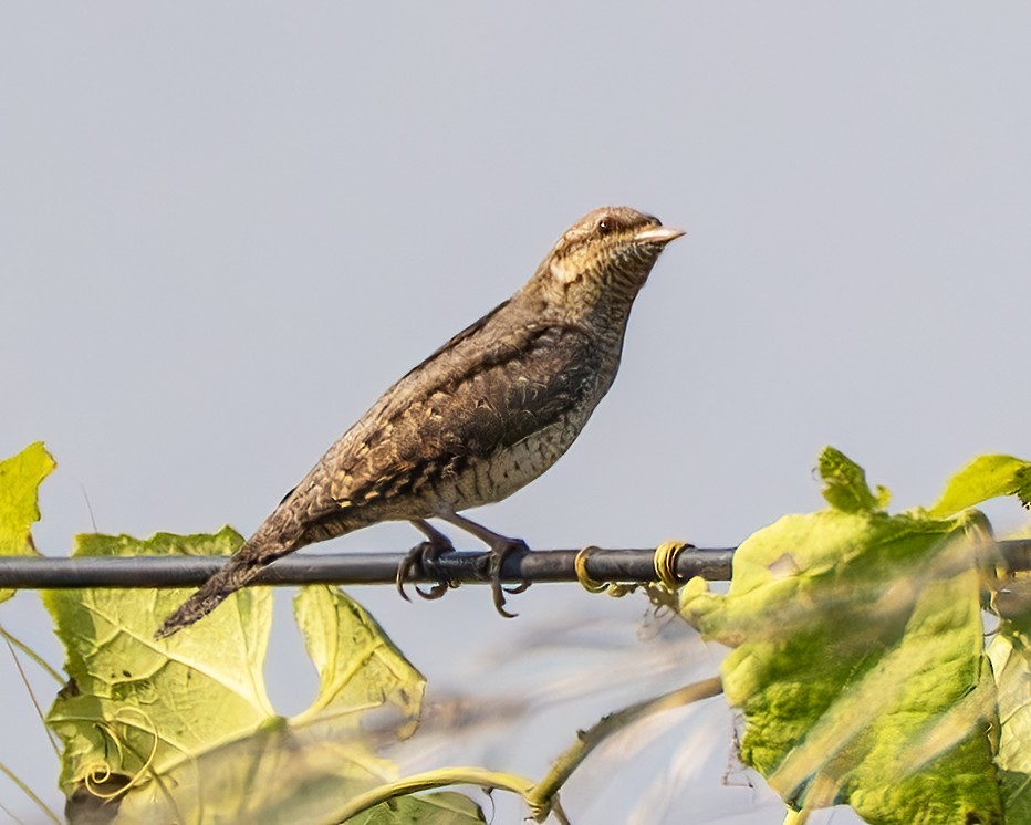 Eurasian Wryneck - ML646959736
