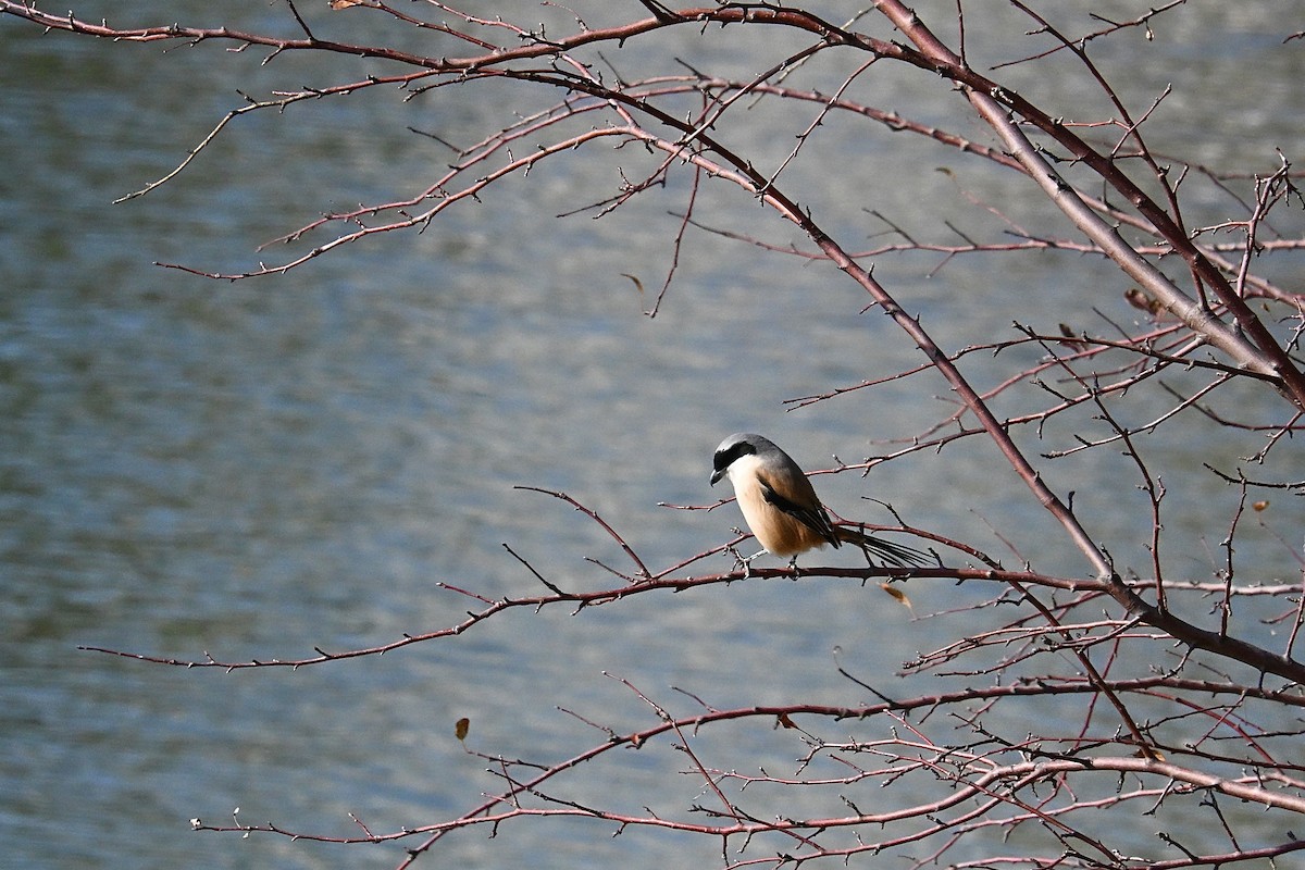 Сорокопуд довгохвостий - ML646959741