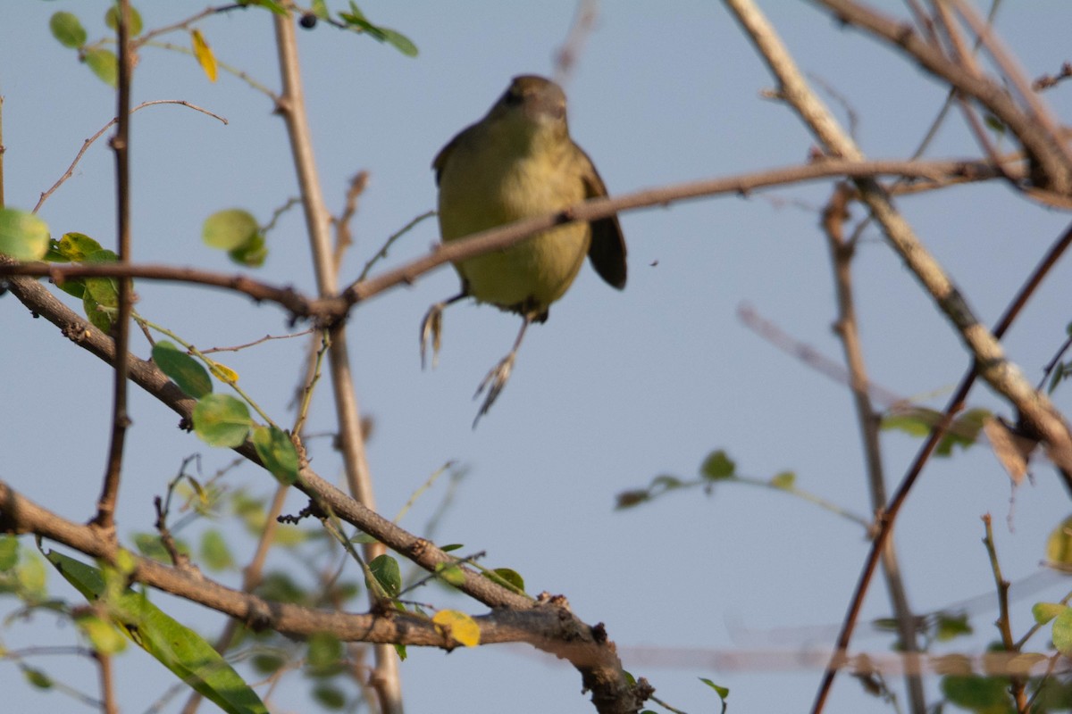 布氏葦鶯 - ML646959743