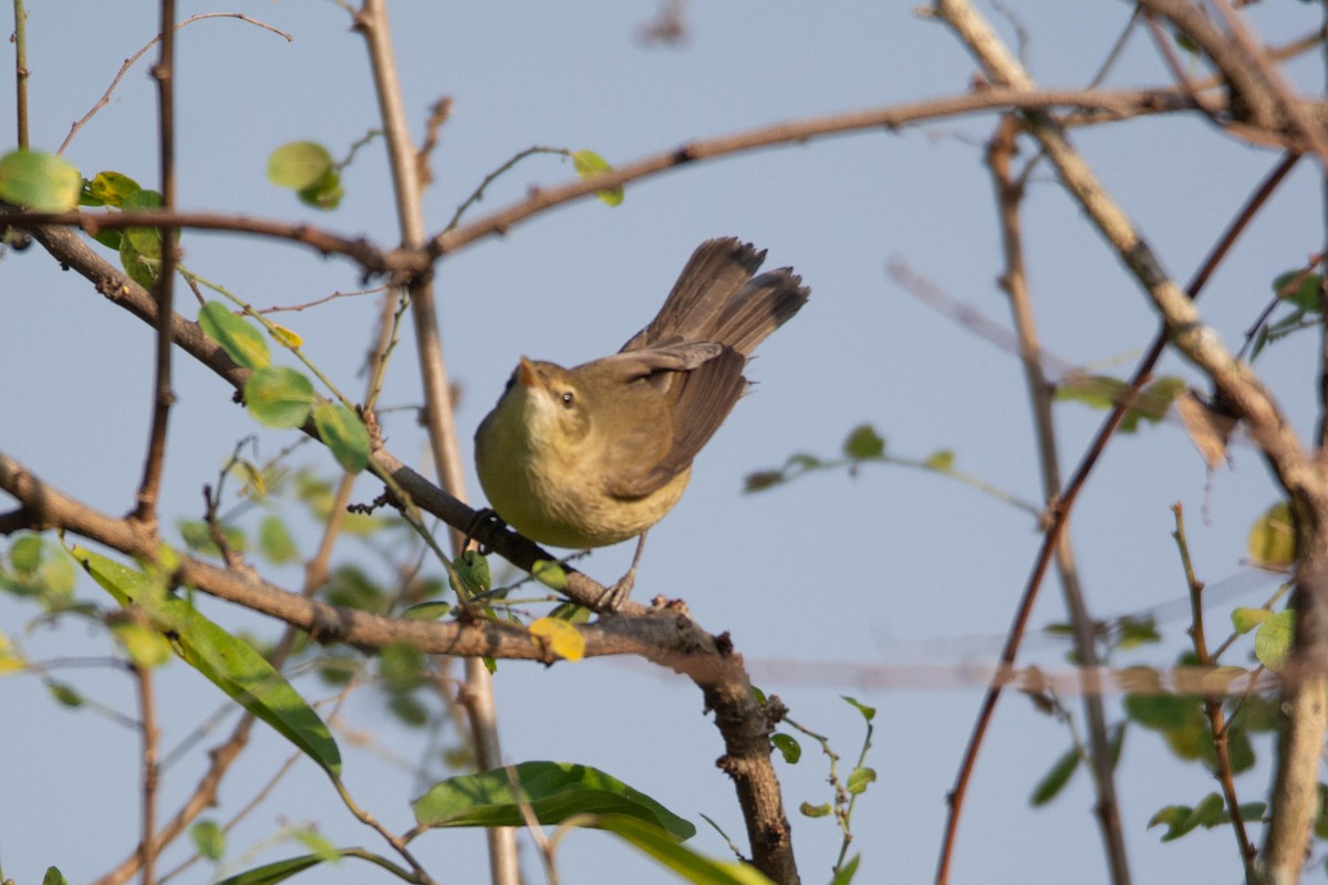 布氏葦鶯 - ML646959744