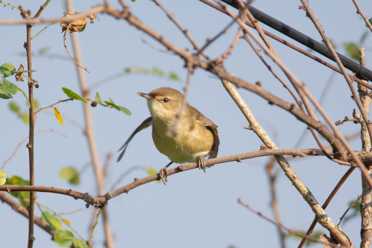 布氏葦鶯 - ML646959745