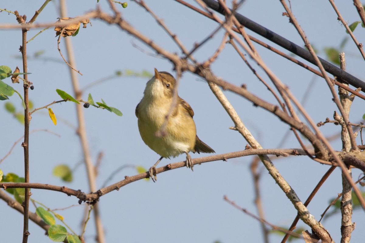 布氏葦鶯 - ML646959746