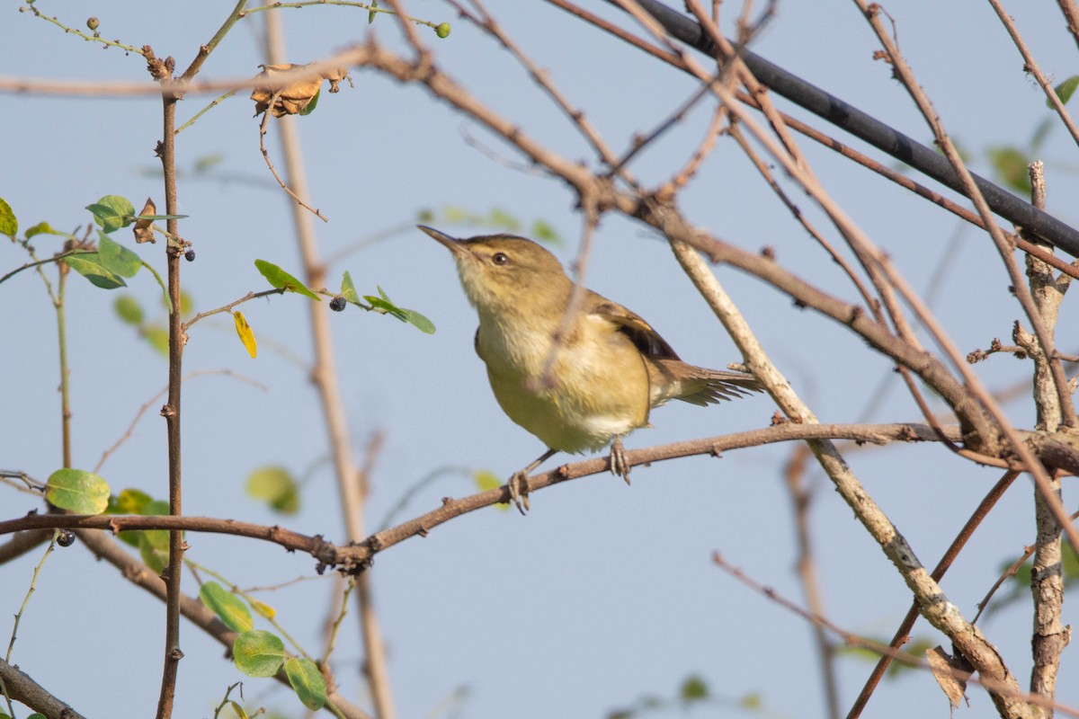 布氏葦鶯 - ML646959747