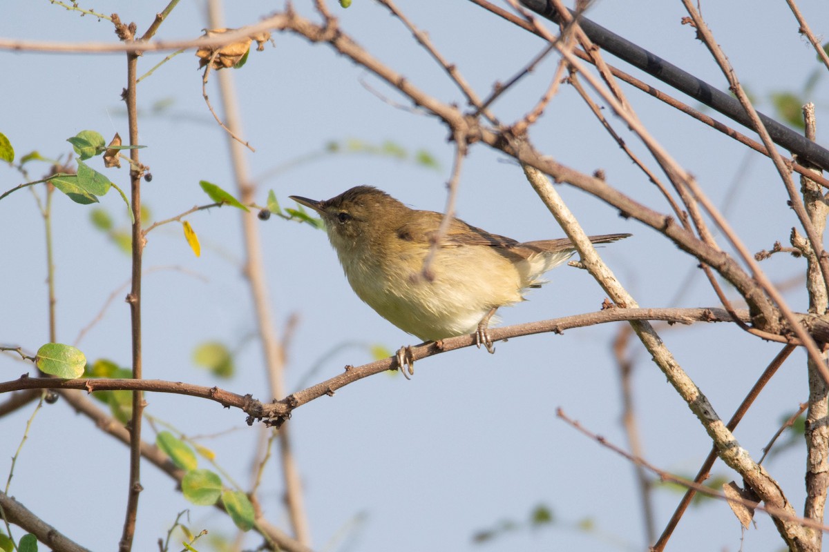 布氏葦鶯 - ML646959748