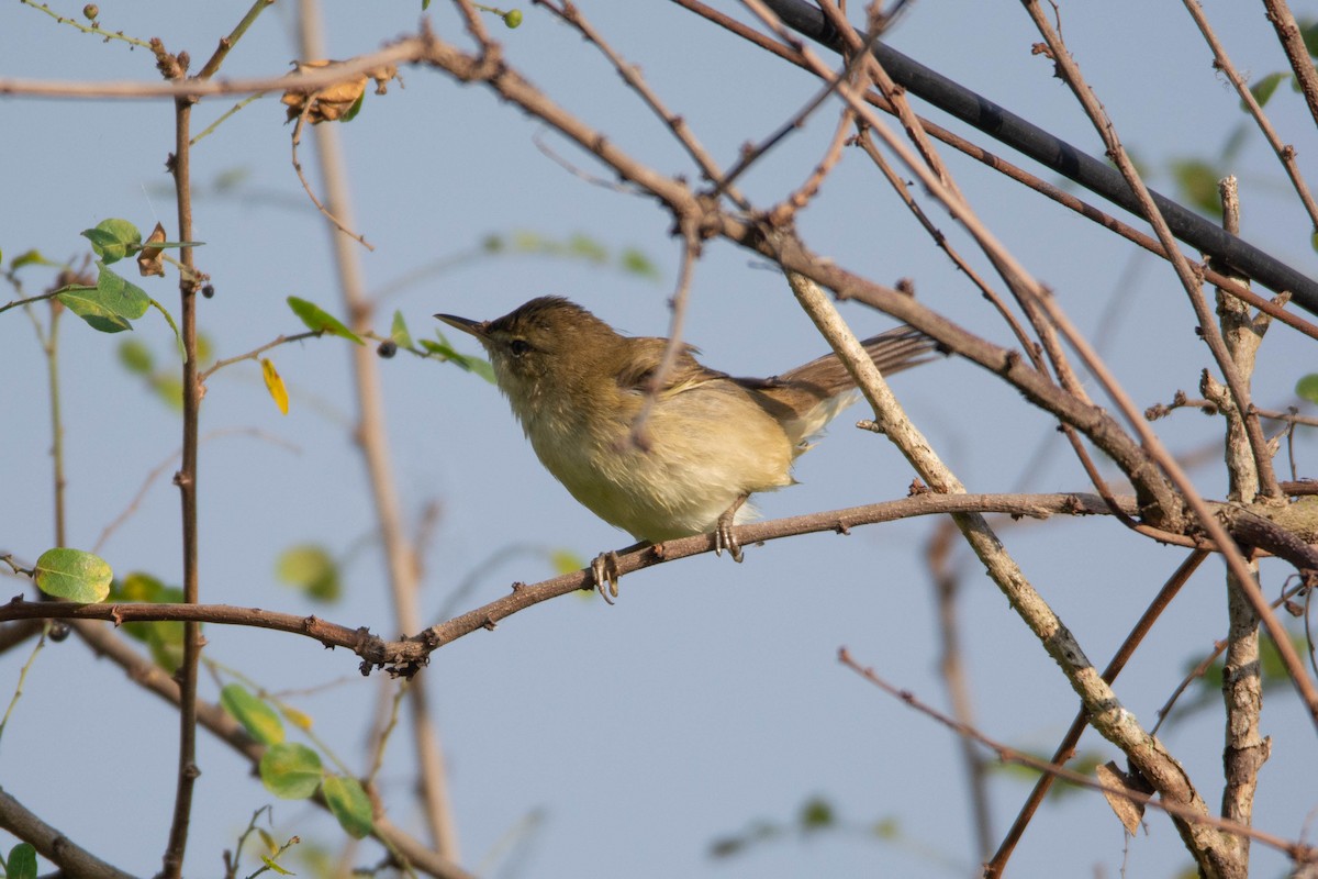 布氏葦鶯 - ML646959749