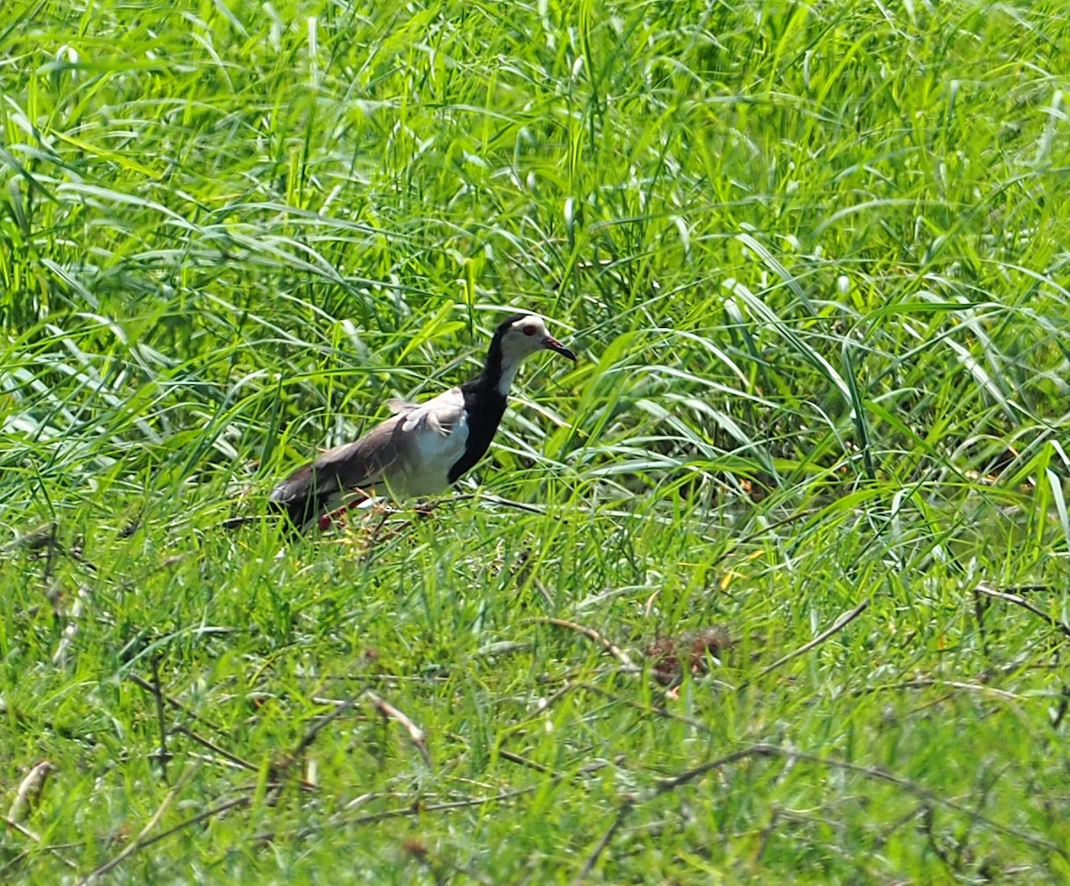 Vanneau à ailes blanches - ML646959757