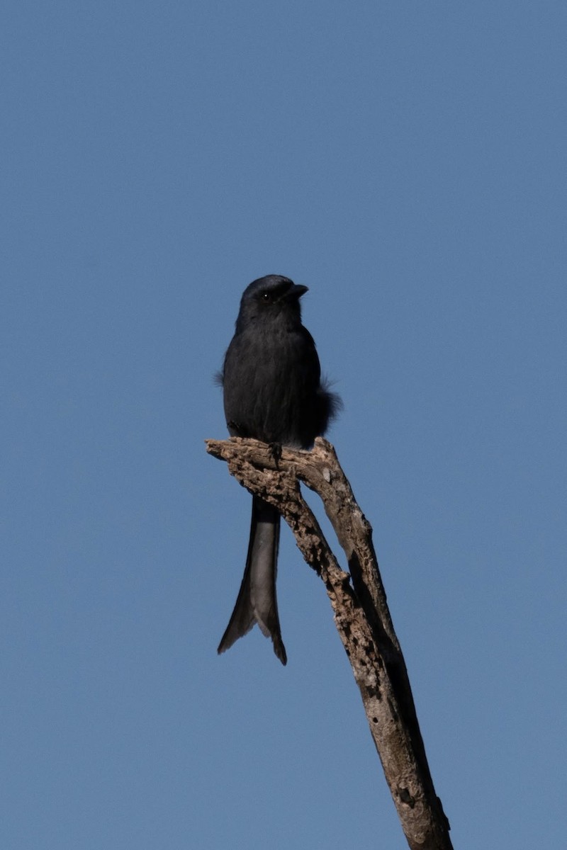 Ashy Drongo (Sooty) - ML646959759