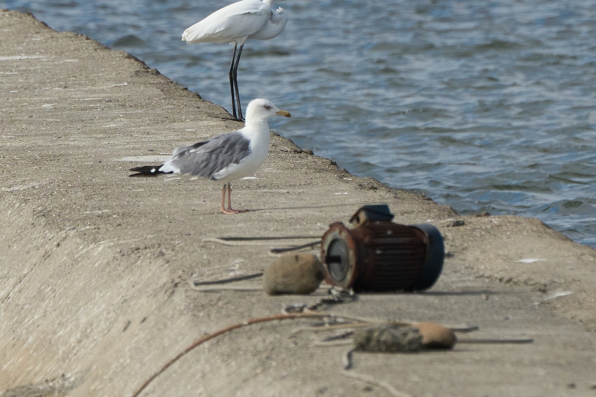 Zafferano - ML646959762