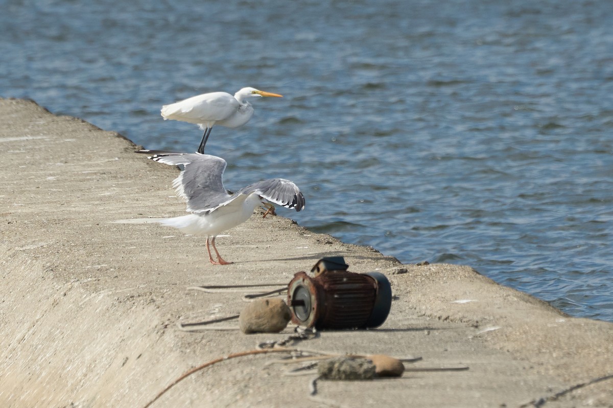 Zafferano - ML646959763