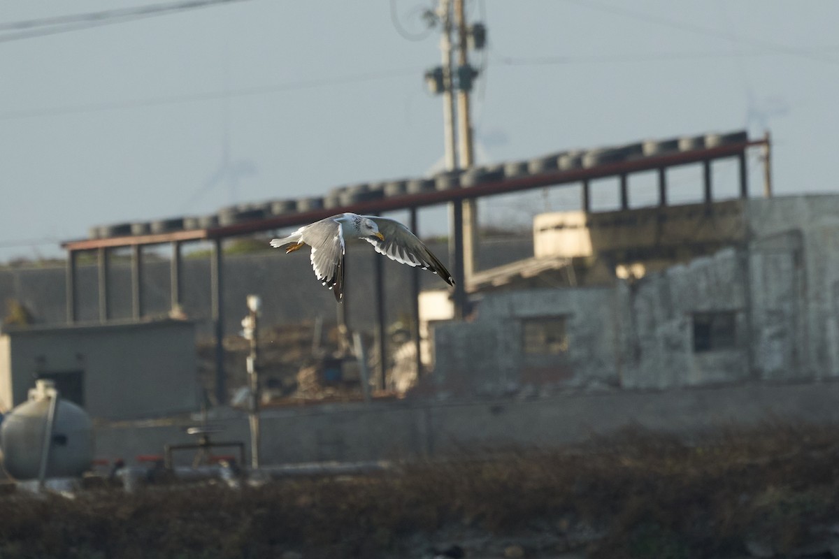 Zafferano - ML646959764