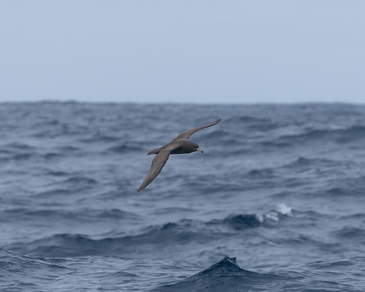 Flesh-footed Shearwater - ML646959765