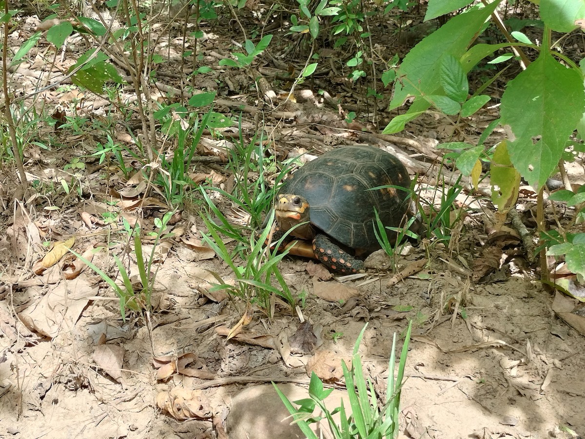 Животные - ML646959772