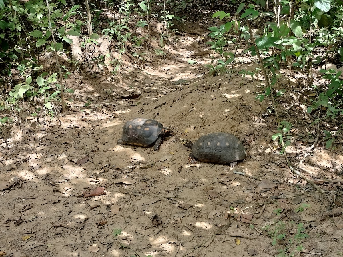 Животные - ML646959773