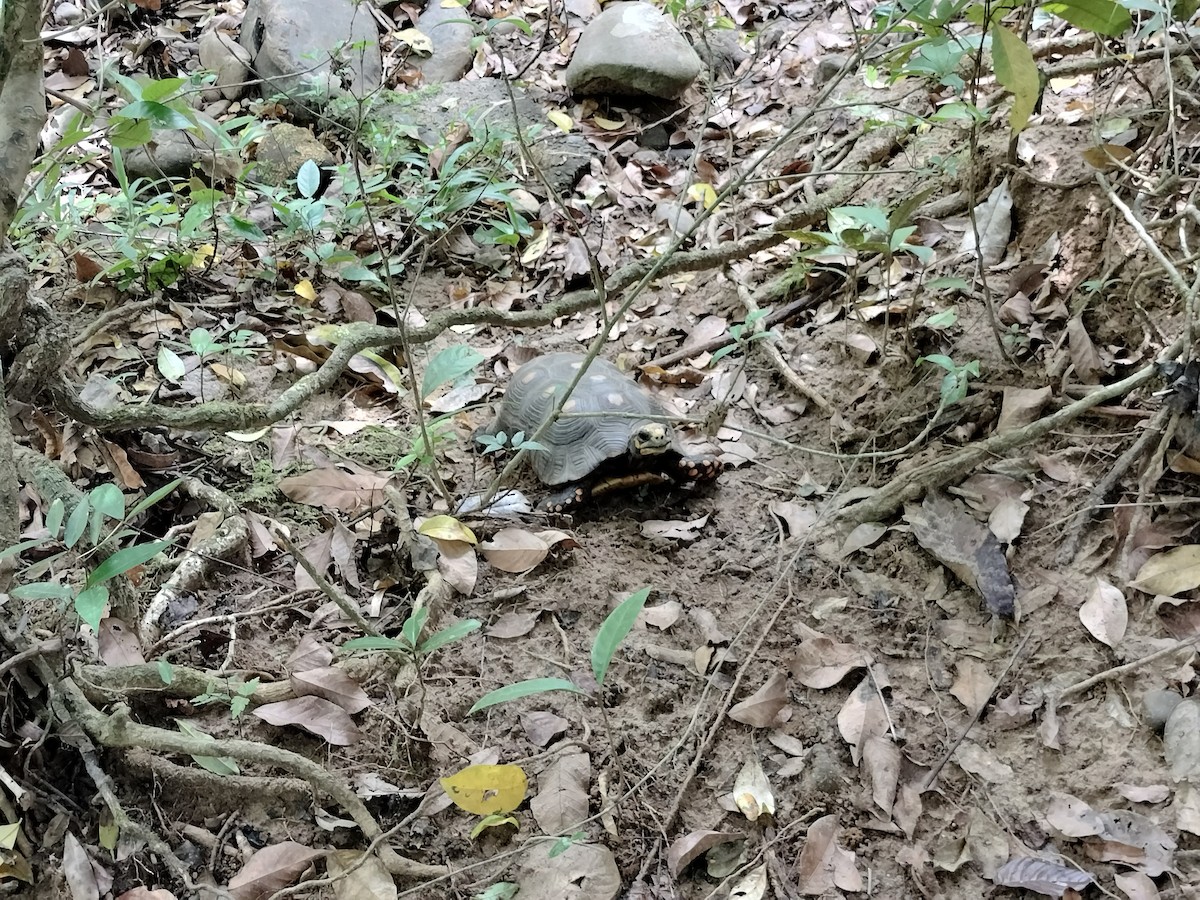 Животные - ML646959774