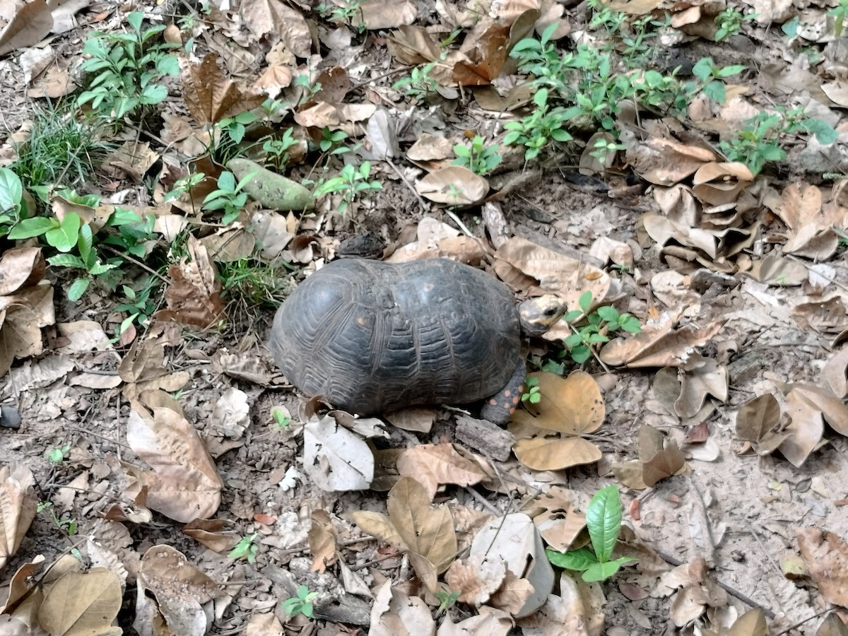 Животные - ML646959775