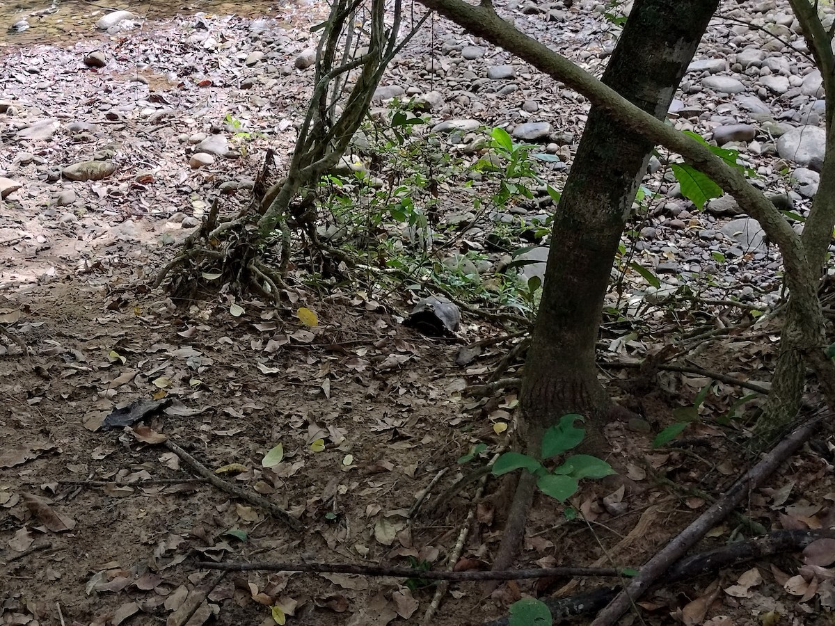 Животные - ML646959776