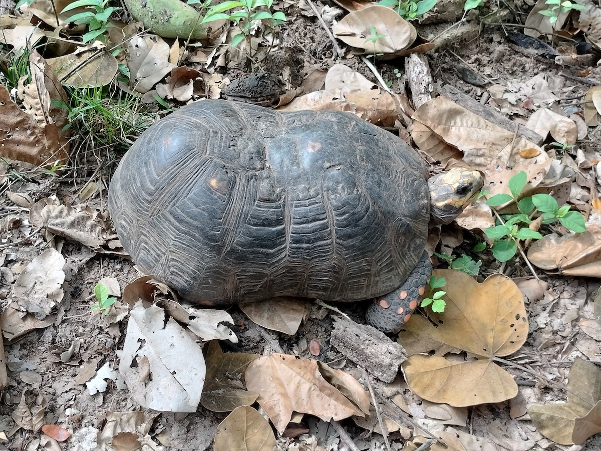 Животные - ML646959777