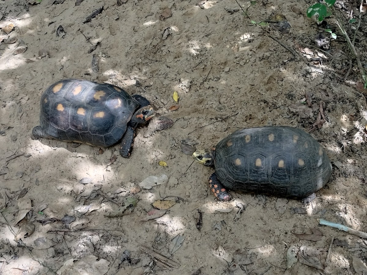 Животные - ML646959778