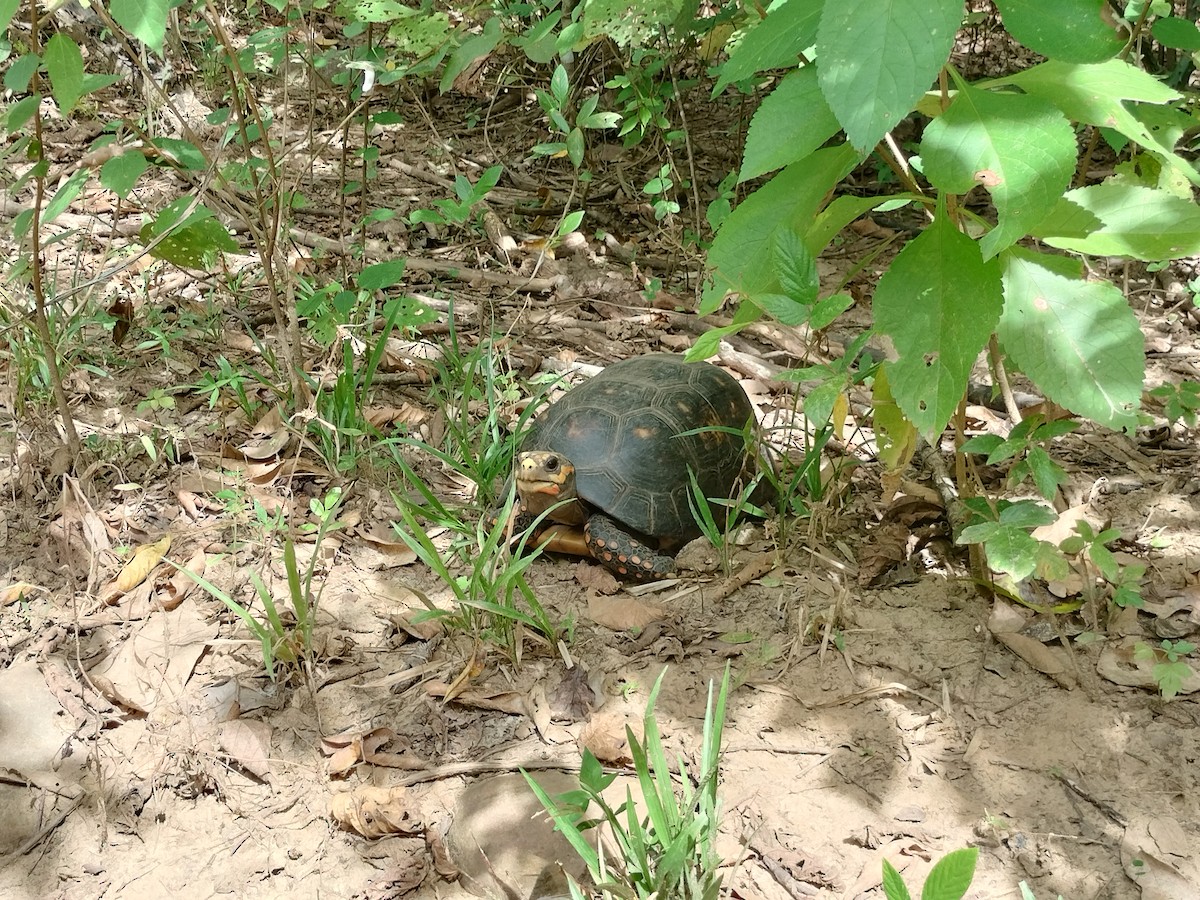 Животные - ML646959779