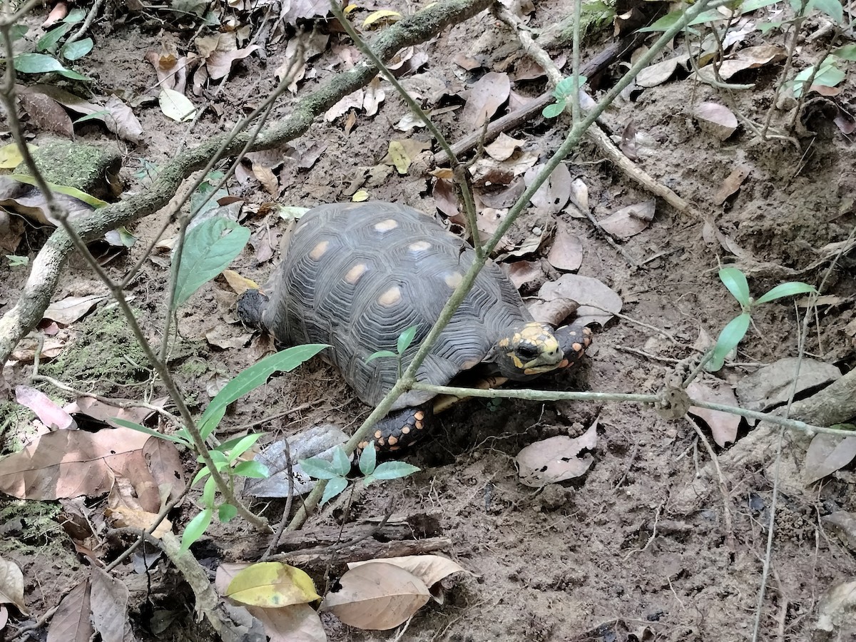 Животные - ML646959780