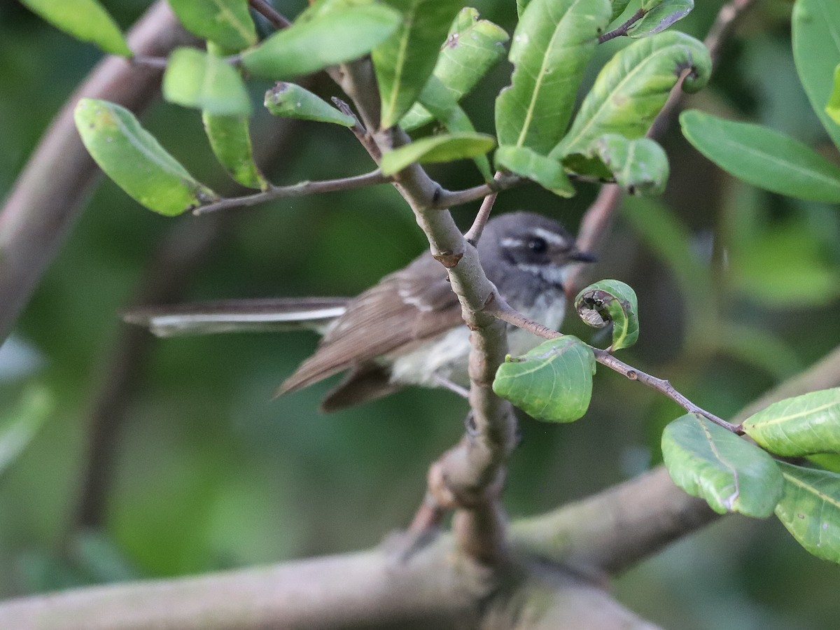 Gray Fantail - ML646959789