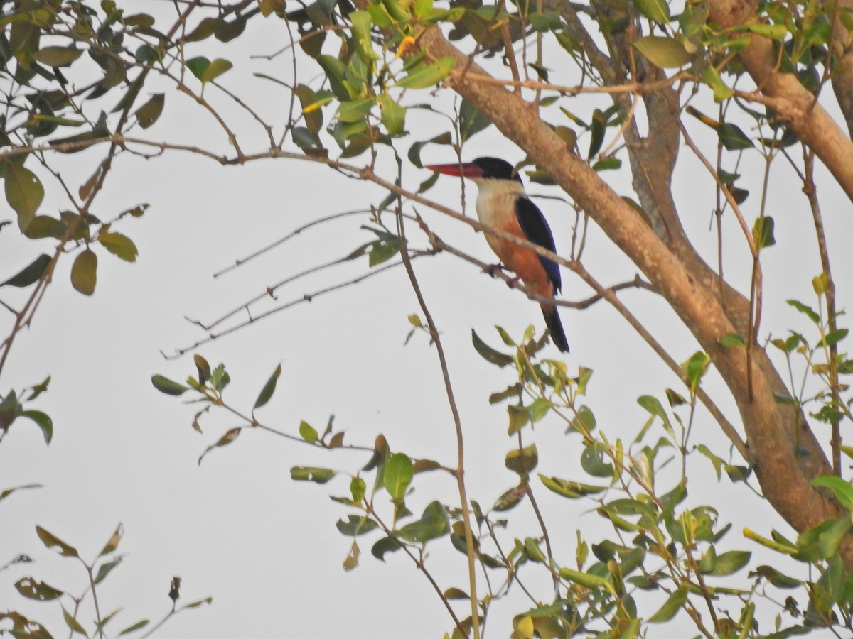 Black-capped Kingfisher - ML646959790