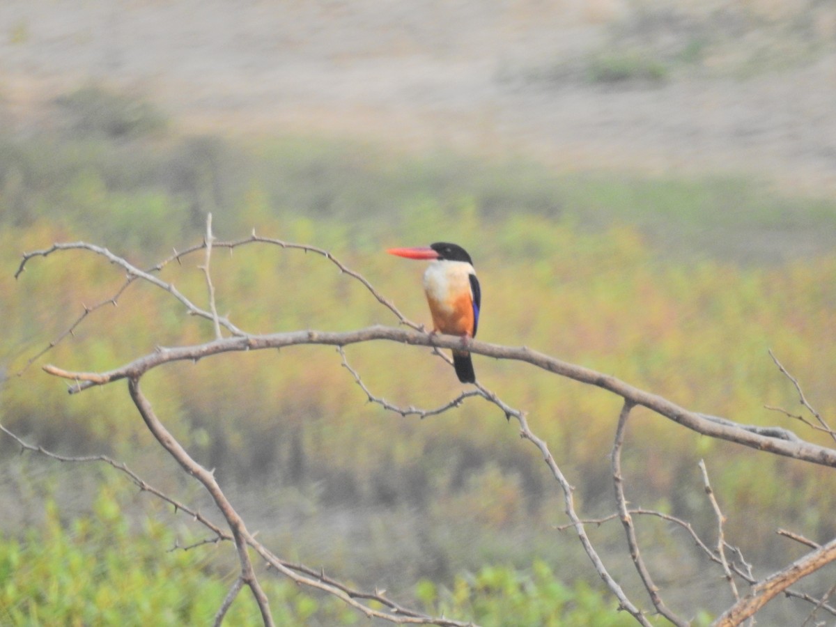 Black-capped Kingfisher - ML646959791
