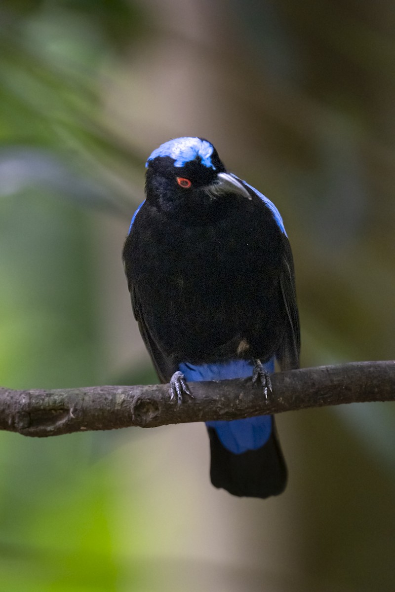 Asian Fairy-bluebird - ML646959792