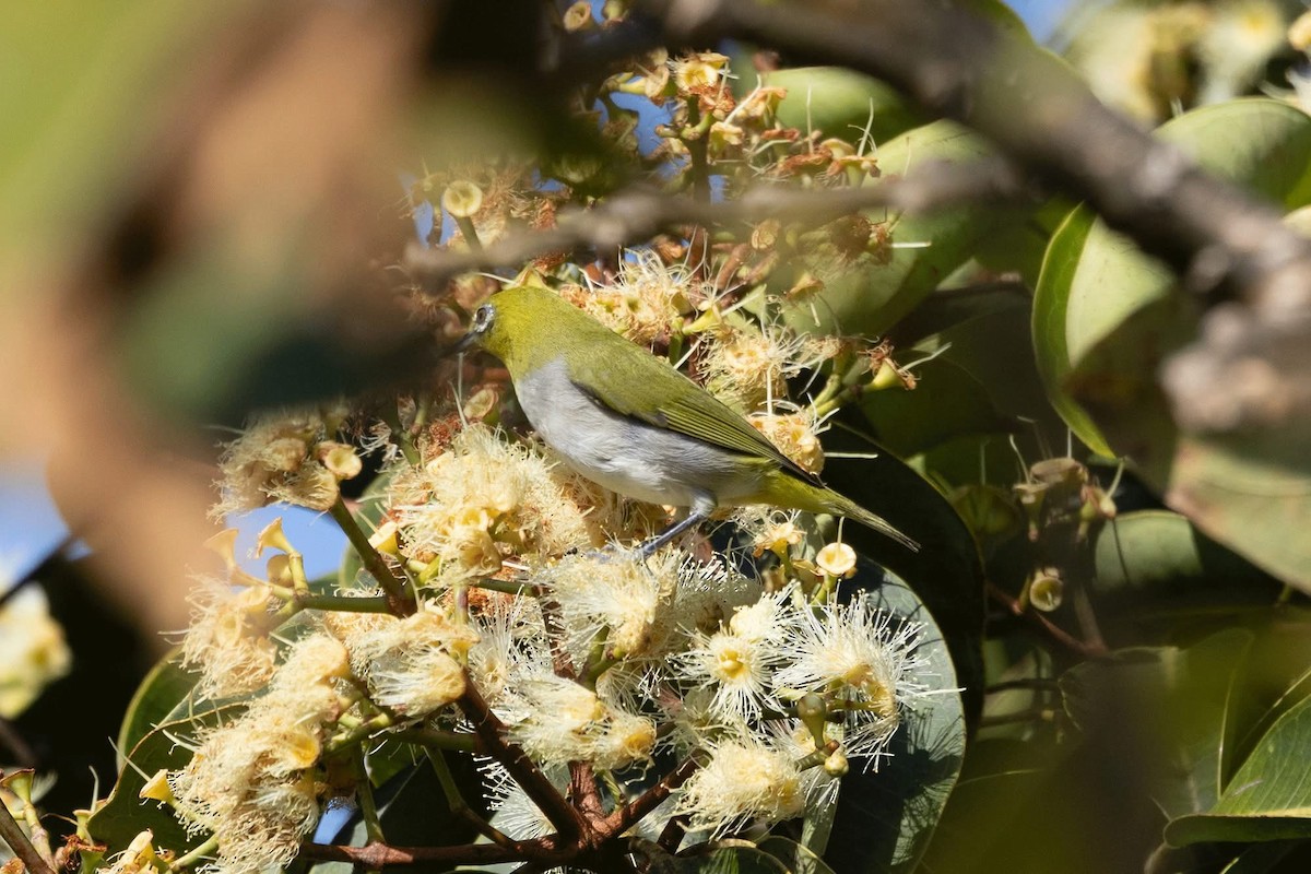 Indian White-eye - ML646959793