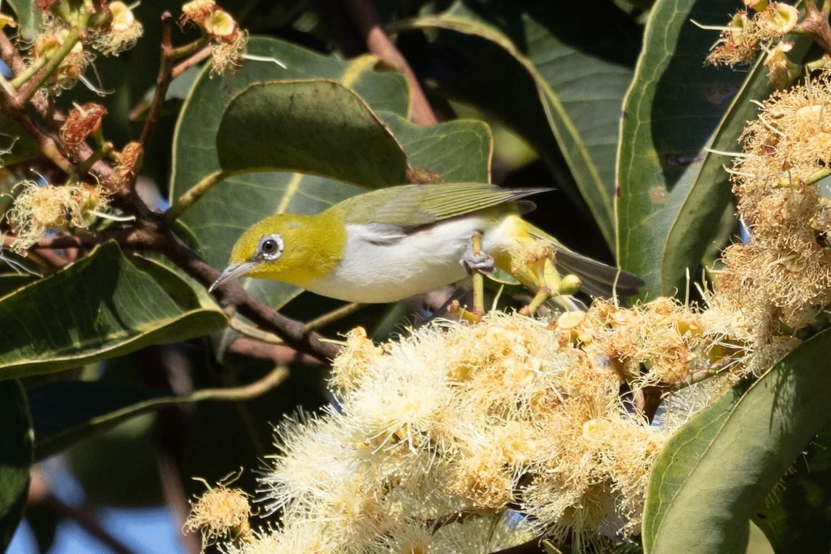 Indian White-eye - ML646959795