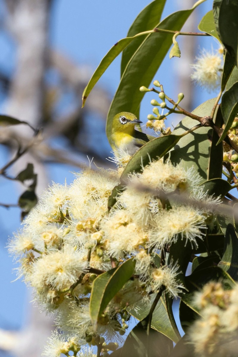 Indian White-eye - ML646959796