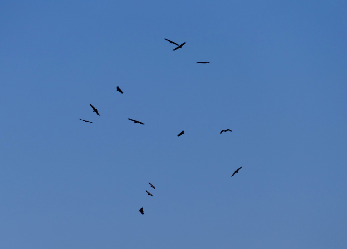 Buitre Negro - ML646959798