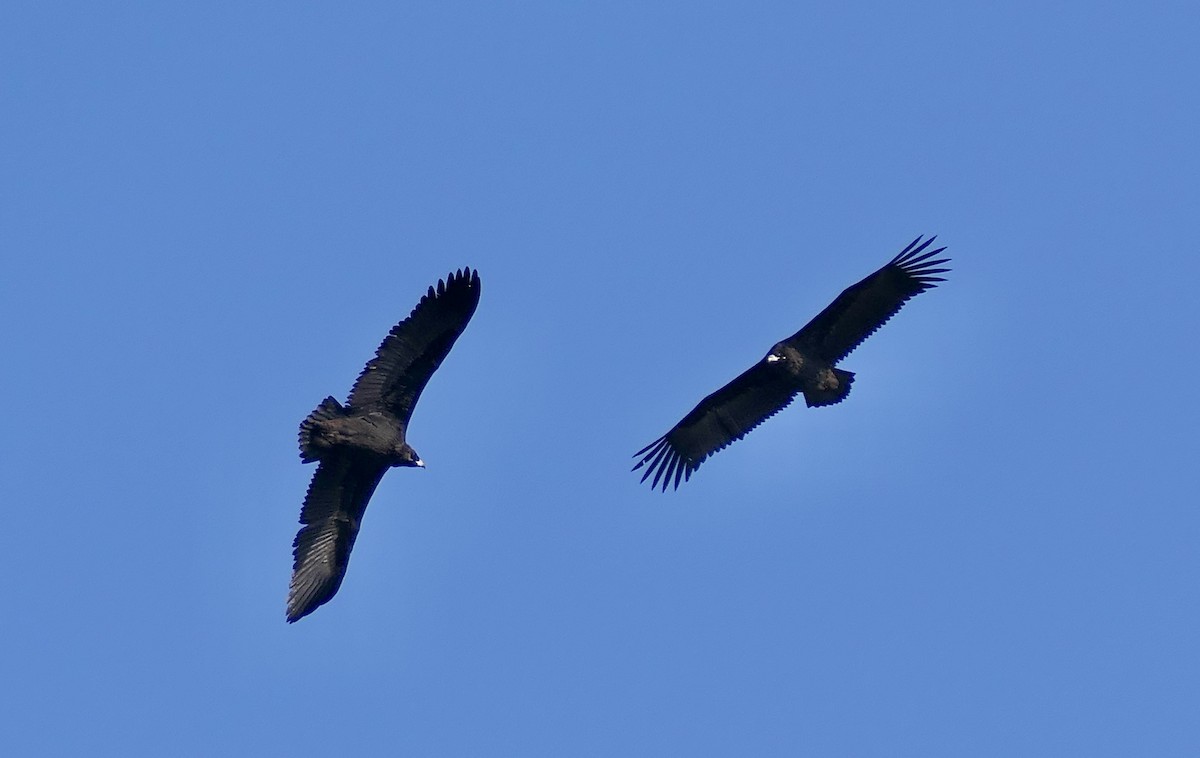 Buitre Negro - ML646959799