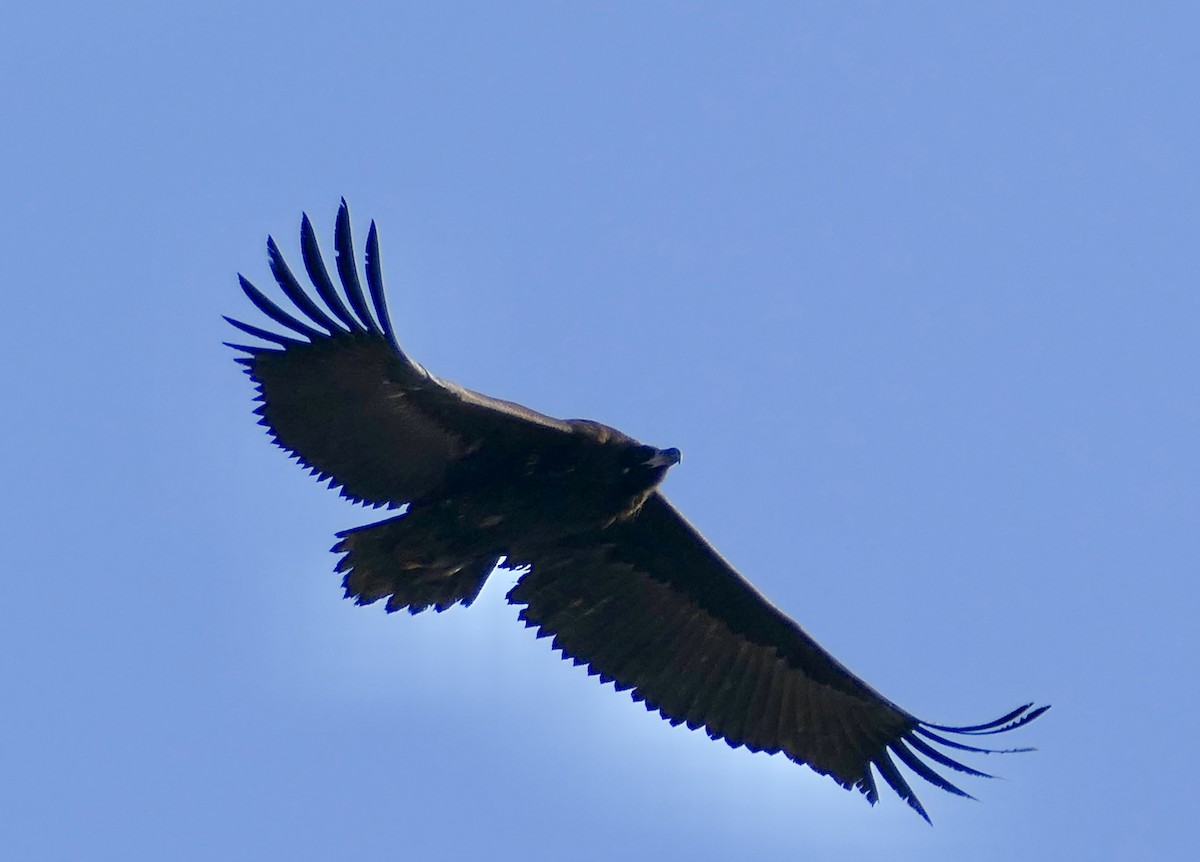 Buitre Negro - ML646959800