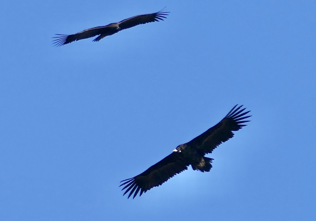 Buitre Negro - ML646959801