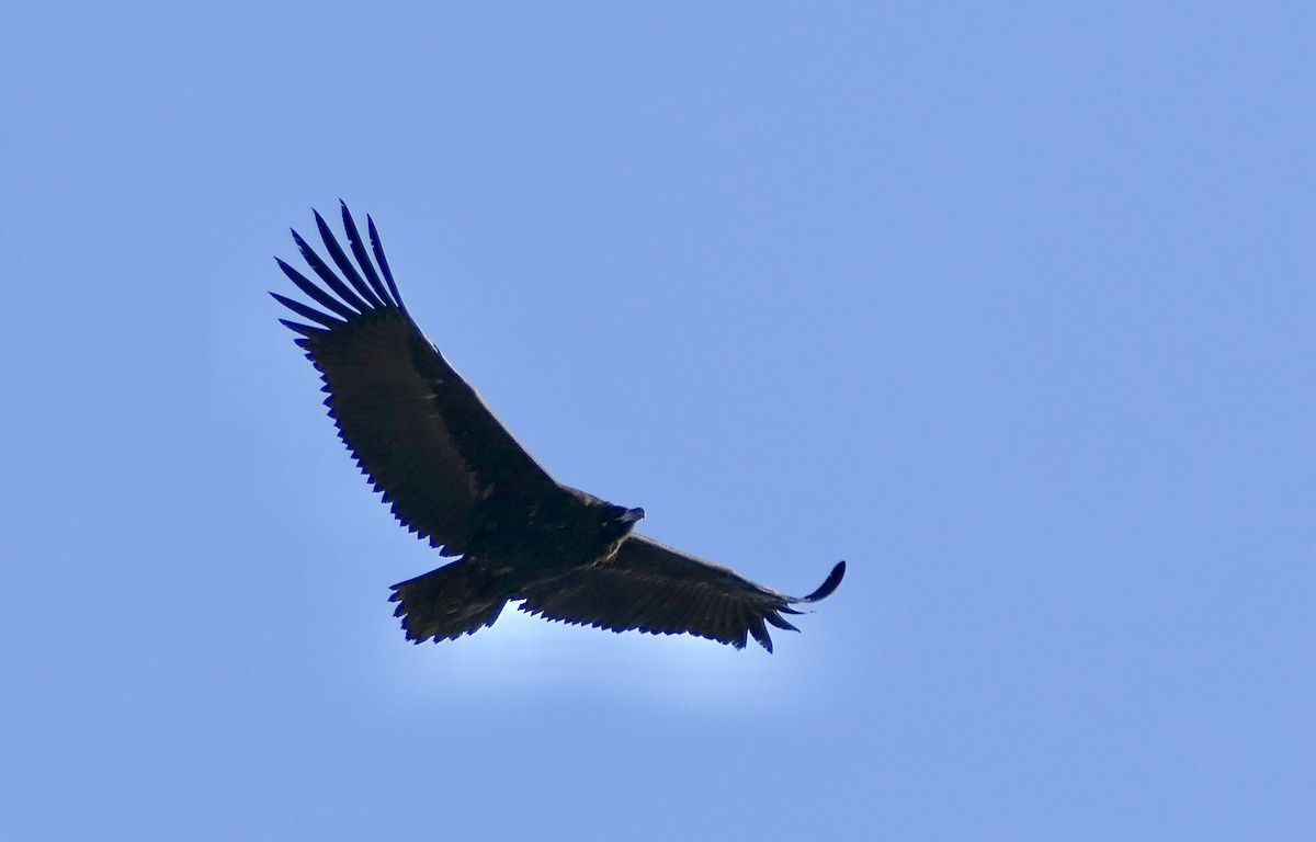 Buitre Negro - ML646959802