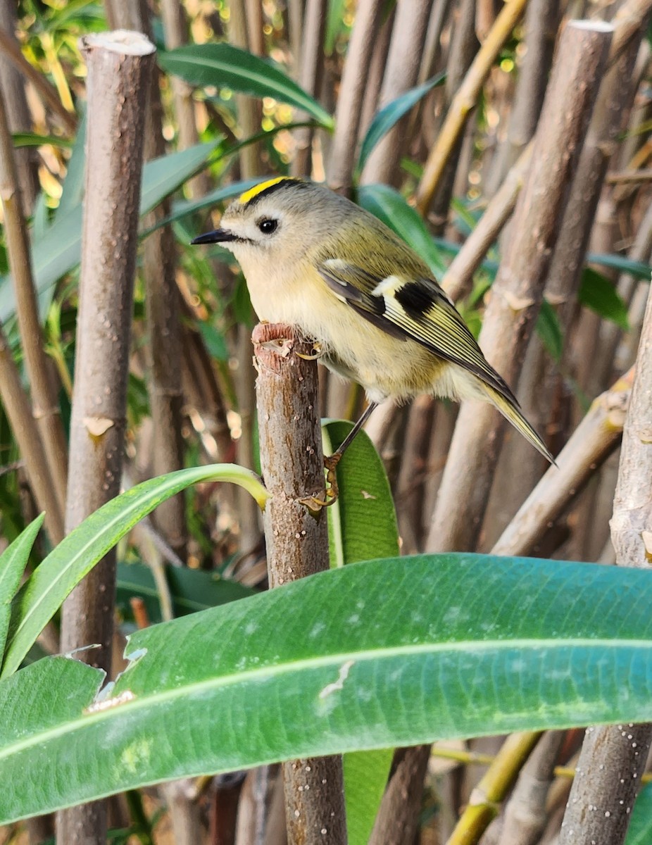 Goldcrest - ML646959803