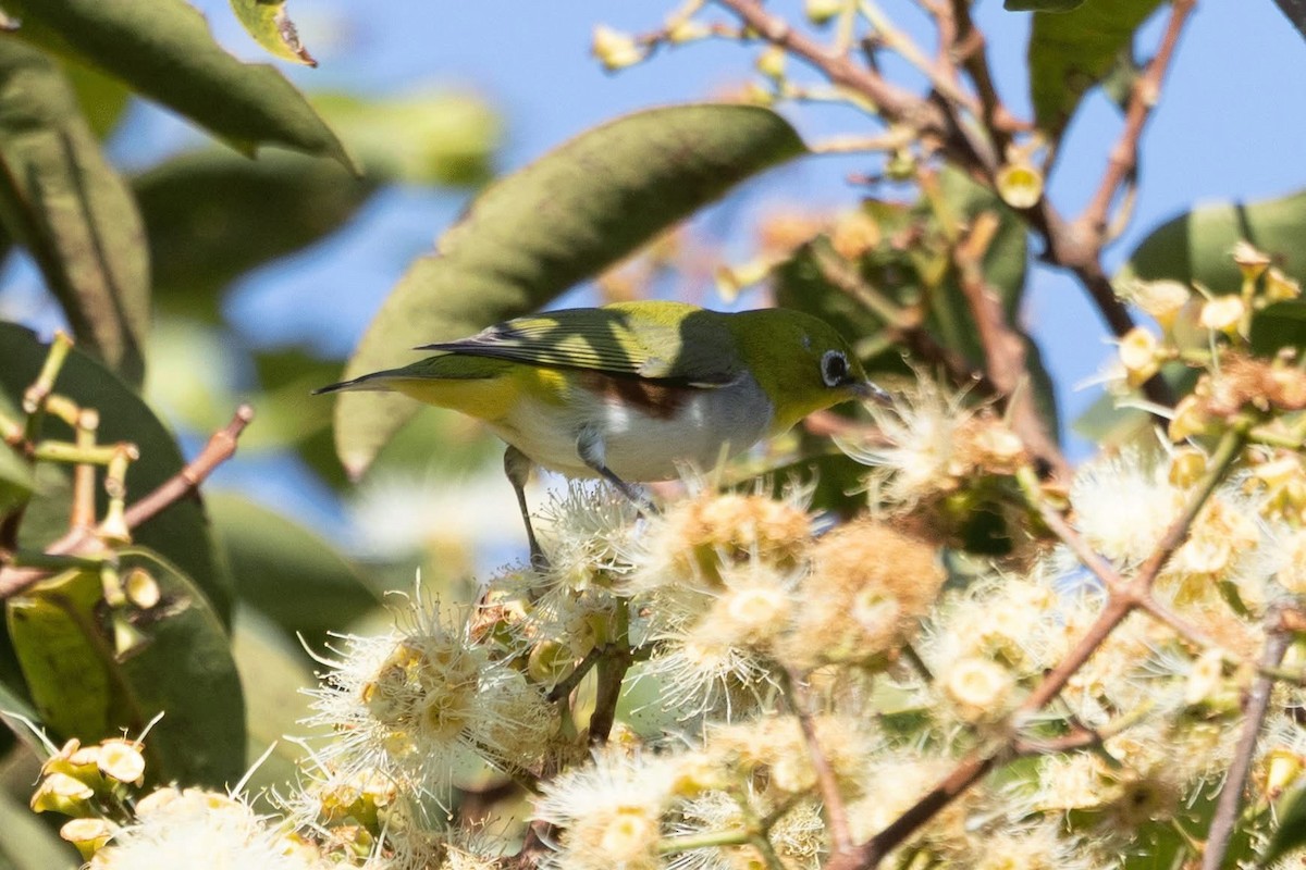 Chestnut-flanked White-eye - ML646959806