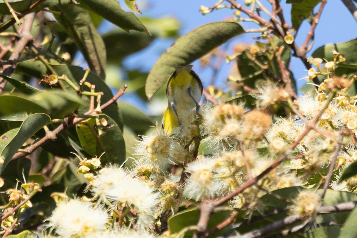 Chestnut-flanked White-eye - ML646959807