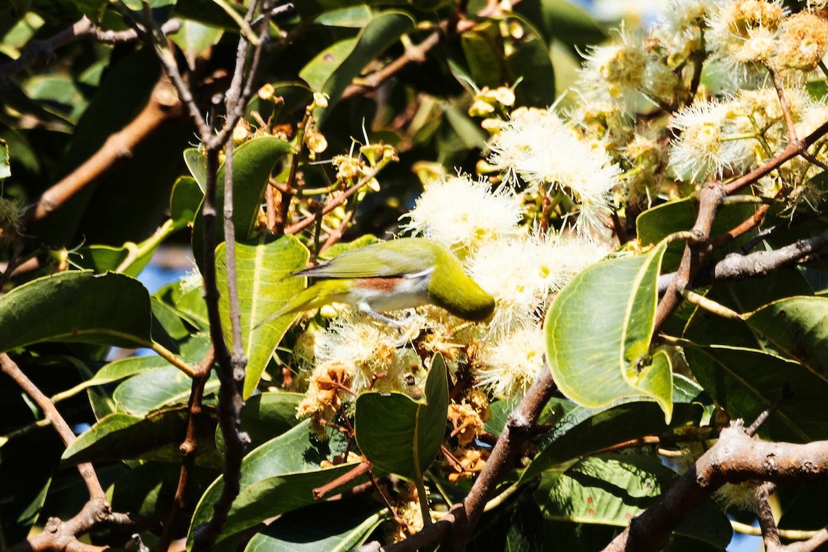 Chestnut-flanked White-eye - ML646959808