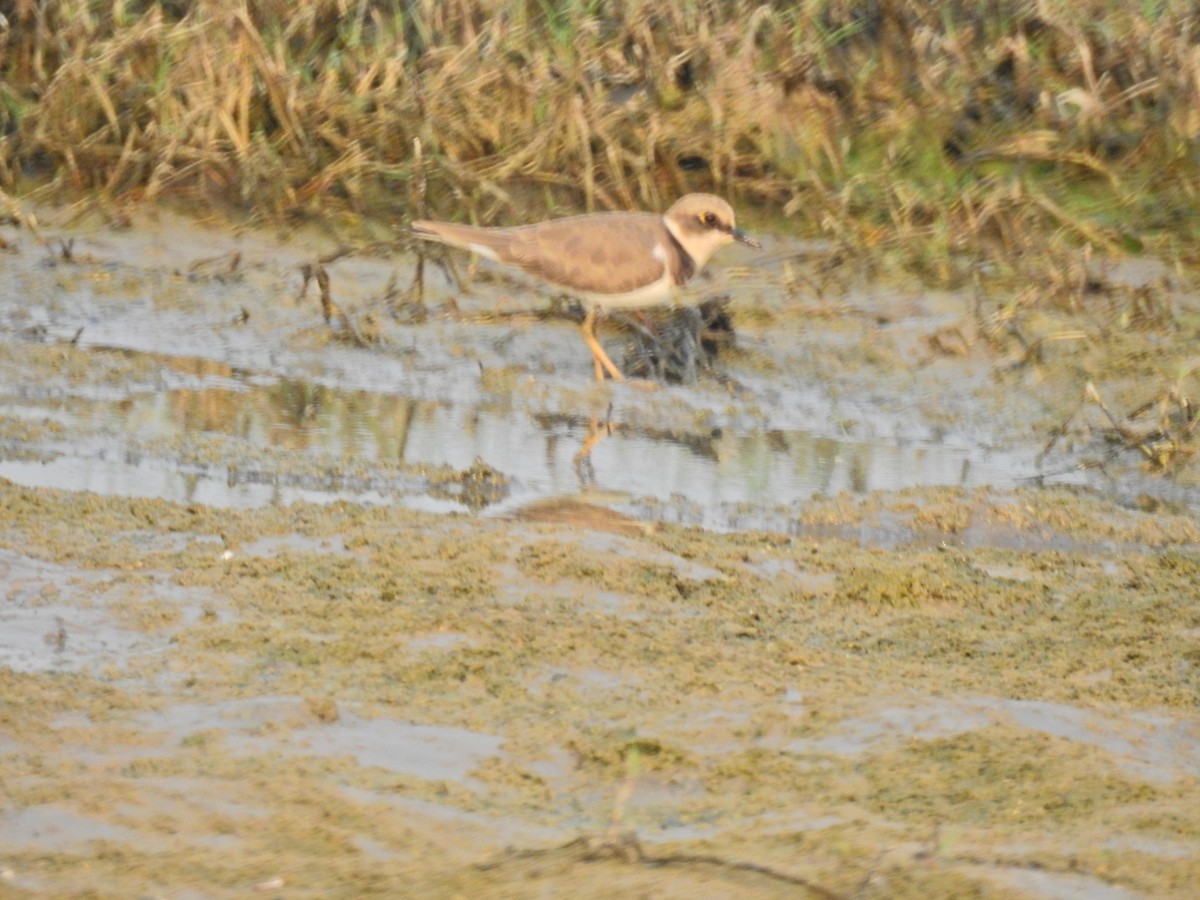 Little Ringed Plover - ML646959809