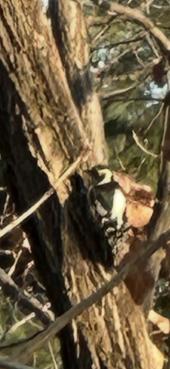 hvitryggspett (leucotos gr.) - ML646959811