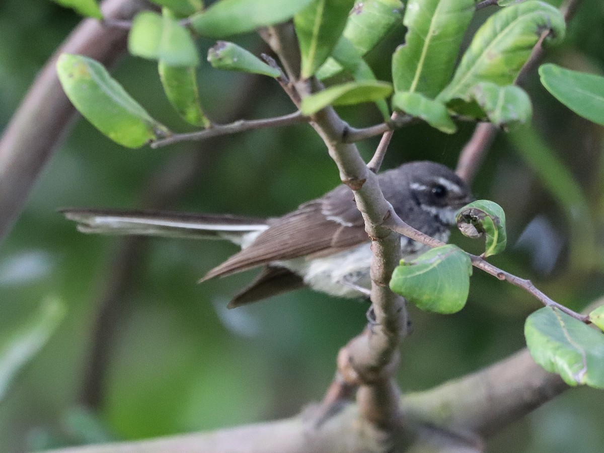 Gray Fantail - ML646959814