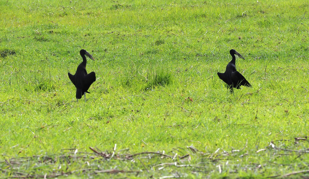 Bec-ouvert africain - ML646959815