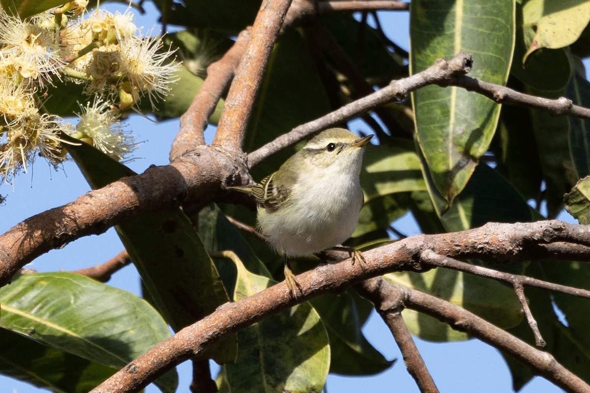 Yellow-browed Warbler - ML646959816